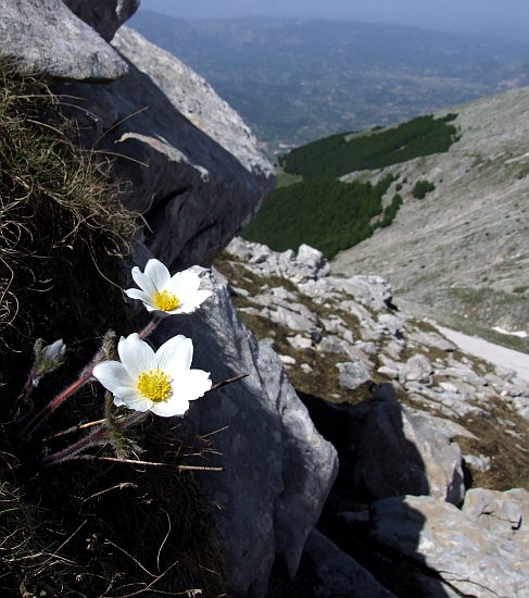 Pulsatilla Alpina / Anemone alpino